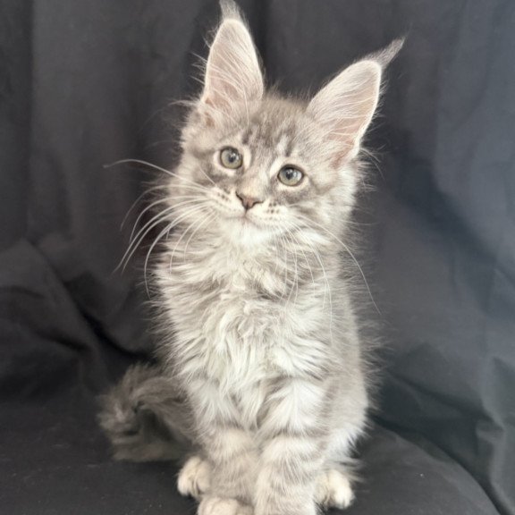Maine Coon EZ Zangi de Ziro