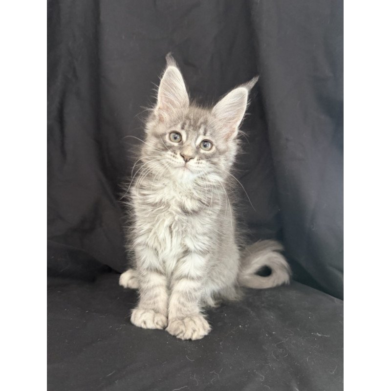 Maine Coon EZ Zangi de Ziro