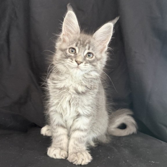 Maine Coon EZ Zangi de Ziro