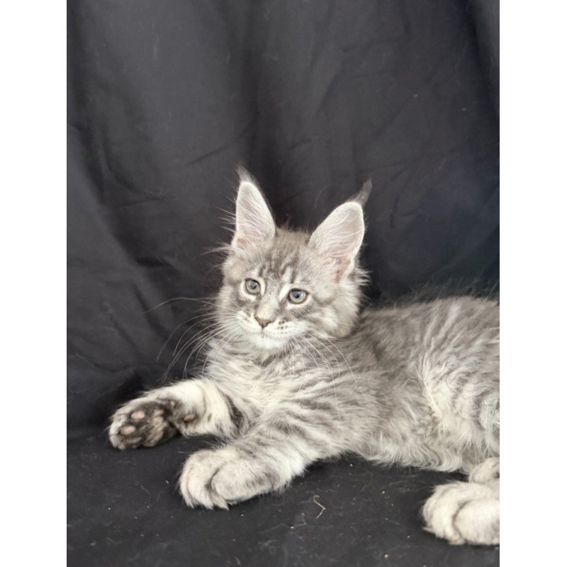 Maine Coon EZ Zangi de Ziro