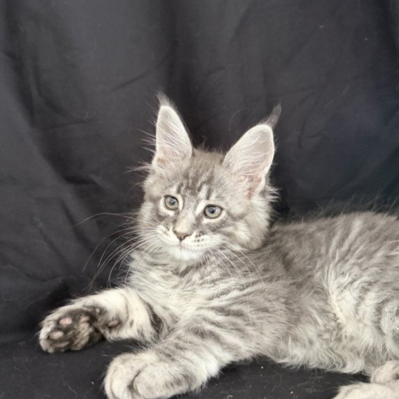 Maine Coon EZ Zangi de Ziro