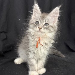 Maine Coon EZ Zoryana
