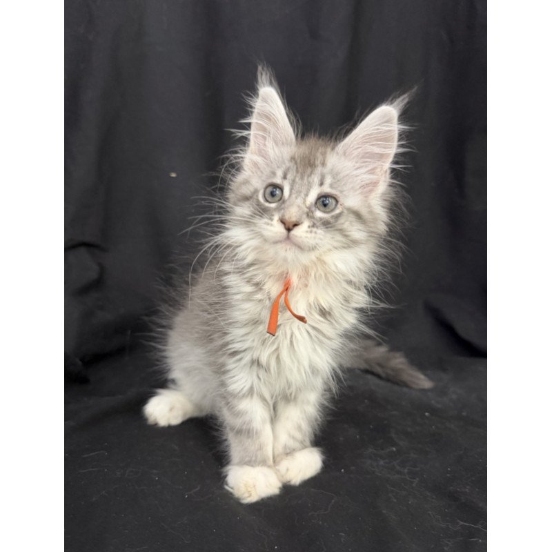 Maine Coon EZ Zoryana