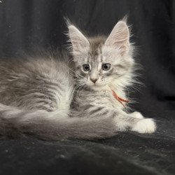Maine Coon EZ Zoryana