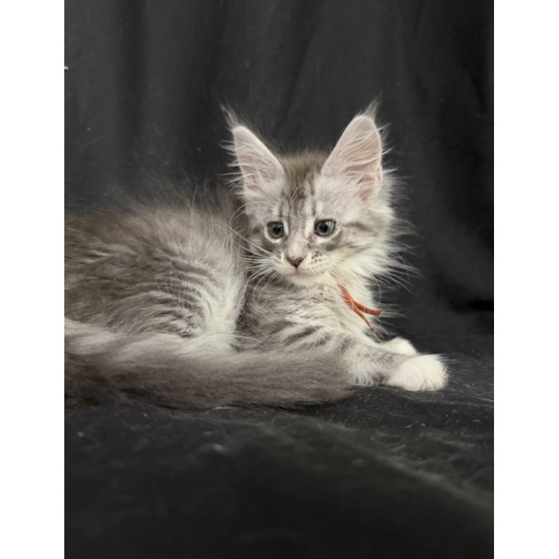 Maine Coon EZ Zoryana