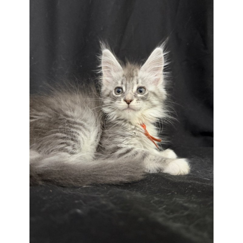 Maine Coon EZ Zoryana