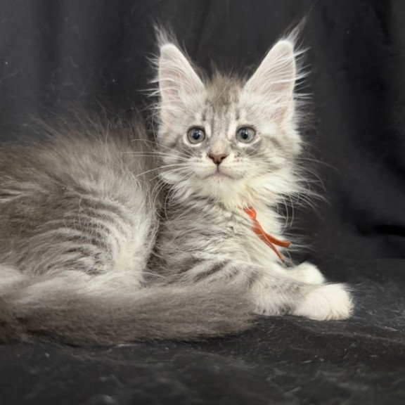 Maine Coon EZ Zoryana