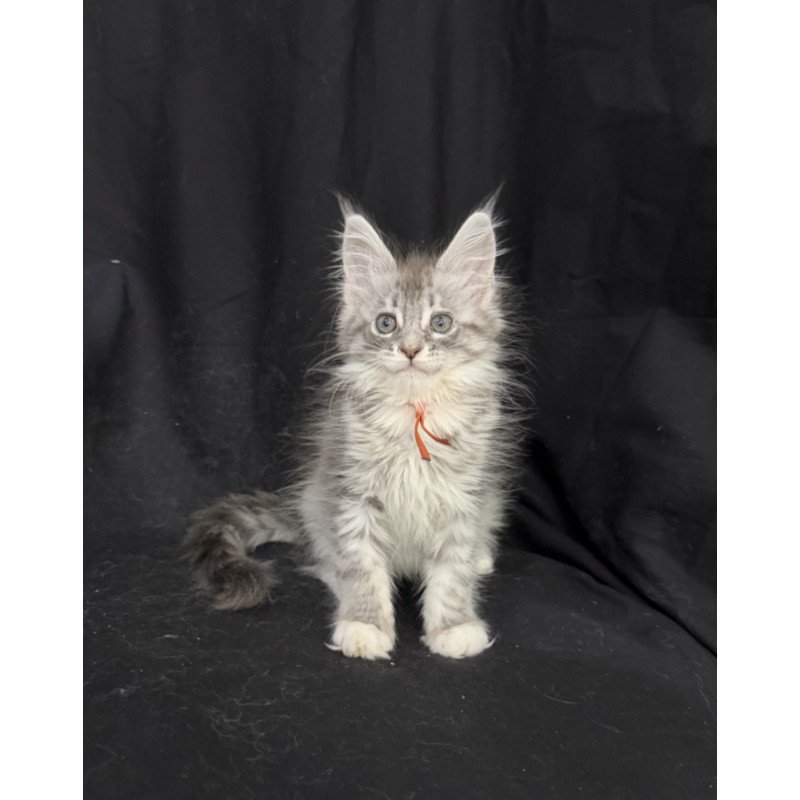 Maine Coon EZ Zoryana
