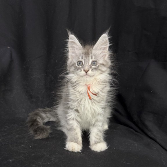 Maine Coon EZ Zoryana