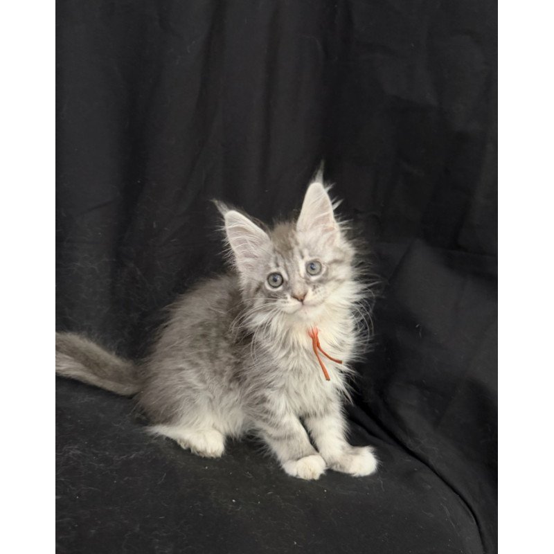 Maine Coon EZ Zoryana