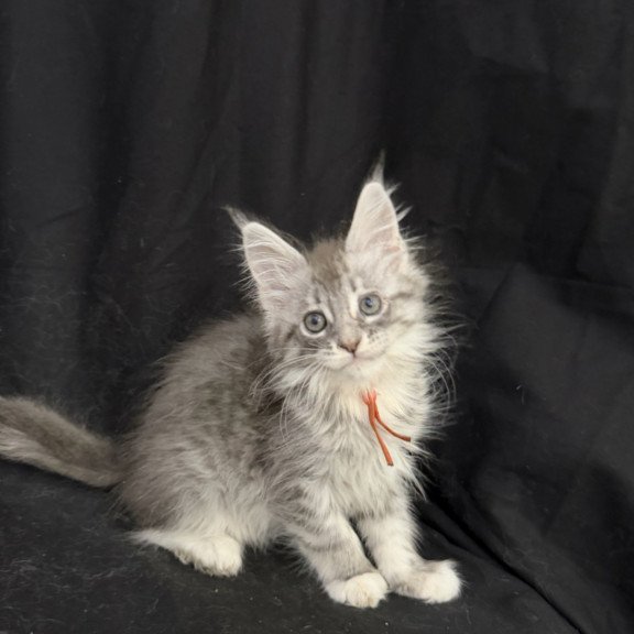 Maine Coon EZ Zoryana