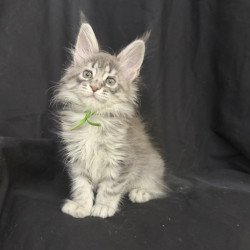 Maine Coon EZ Zimba