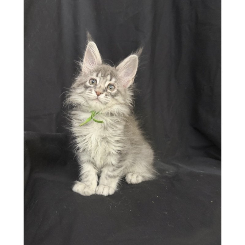 Maine Coon EZ Zimba