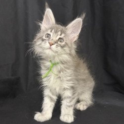 Maine Coon EZ Zimba