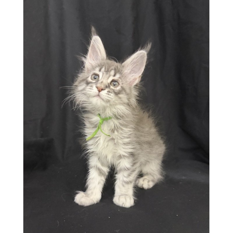 Maine Coon EZ Zimba