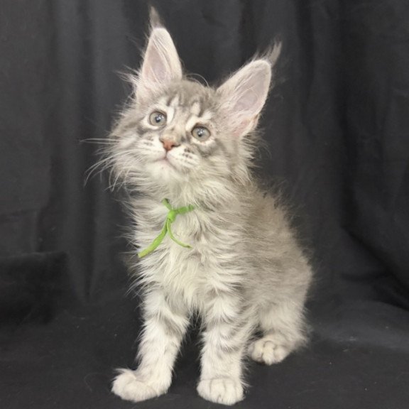 Maine Coon EZ Zimba