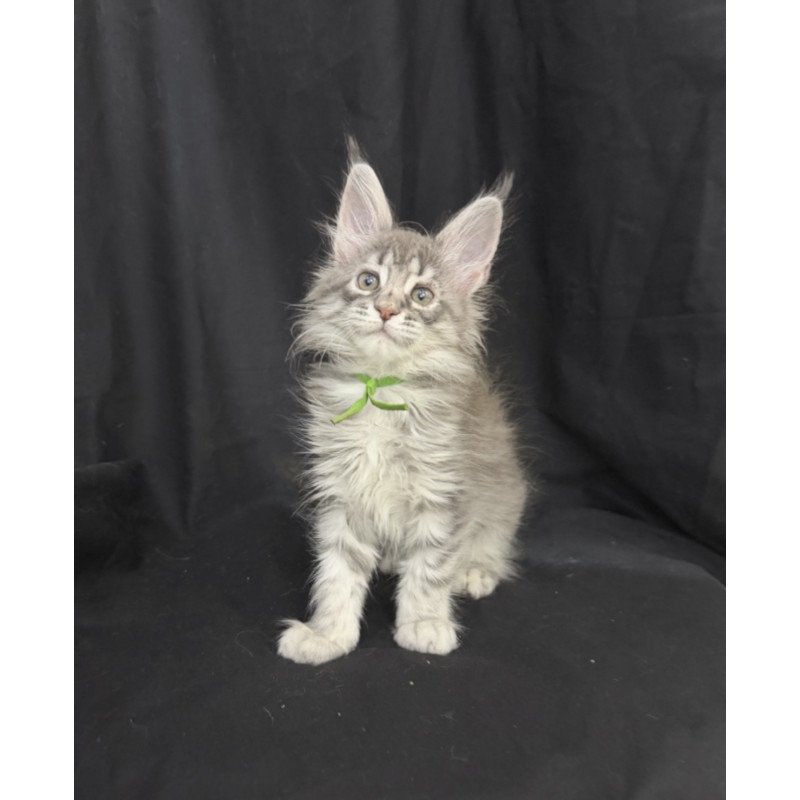 Maine Coon EZ Zimba
