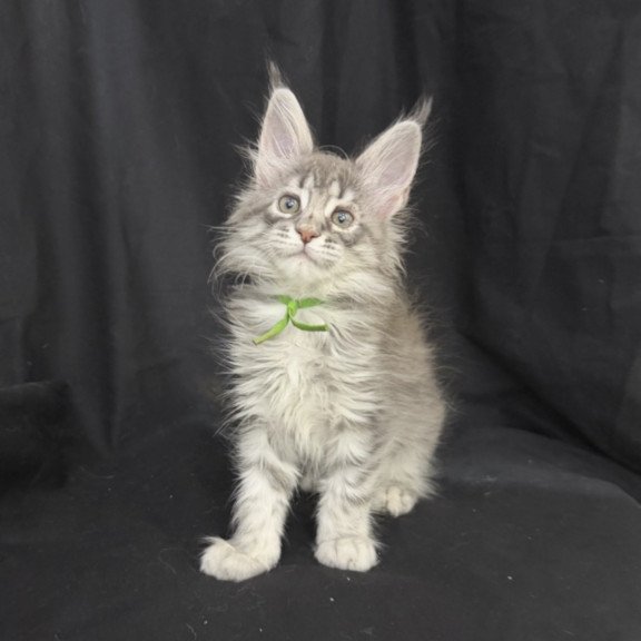 Maine Coon EZ Zimba
