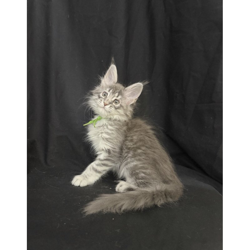 Maine Coon EZ Zimba