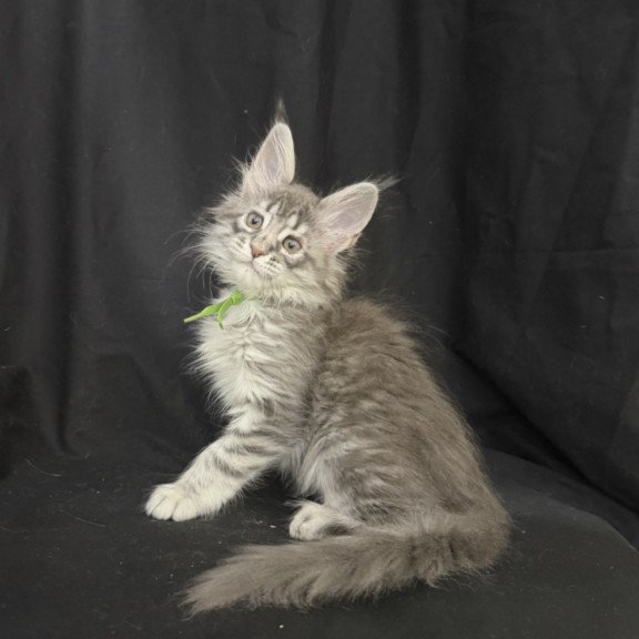 Maine Coon EZ Zimba