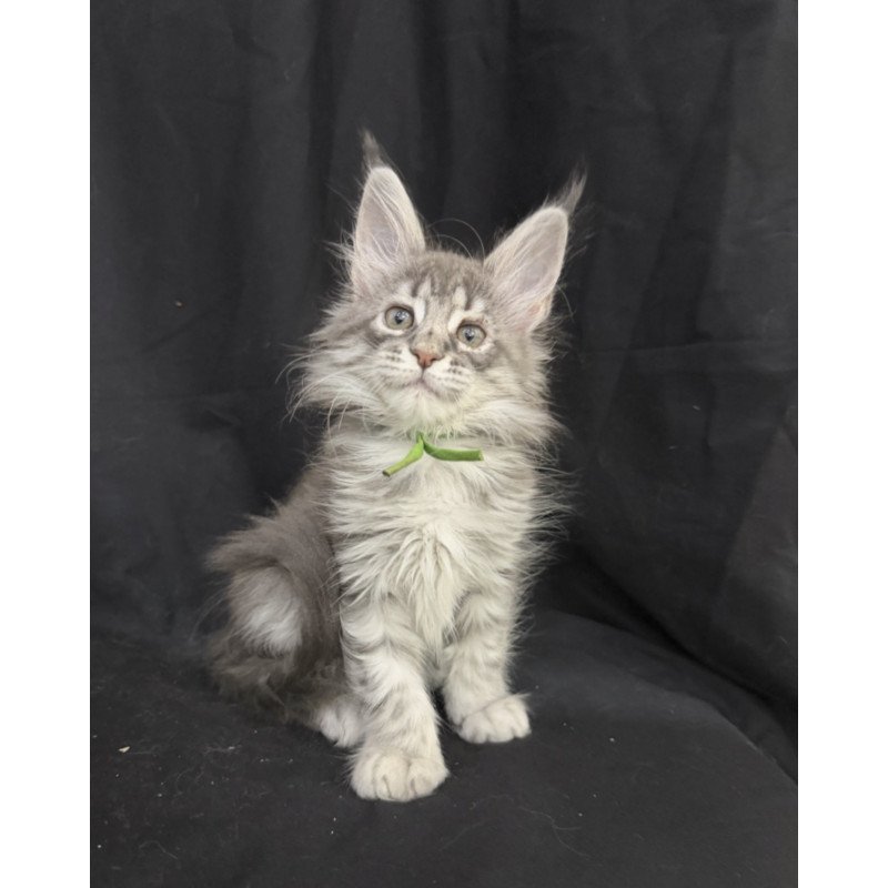 Maine Coon EZ Zimba