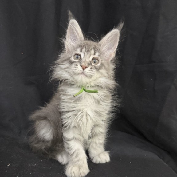 Maine Coon EZ Zimba