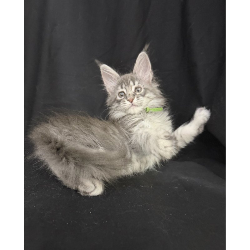 Maine Coon EZ Zimba