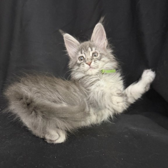 Maine Coon EZ Zimba