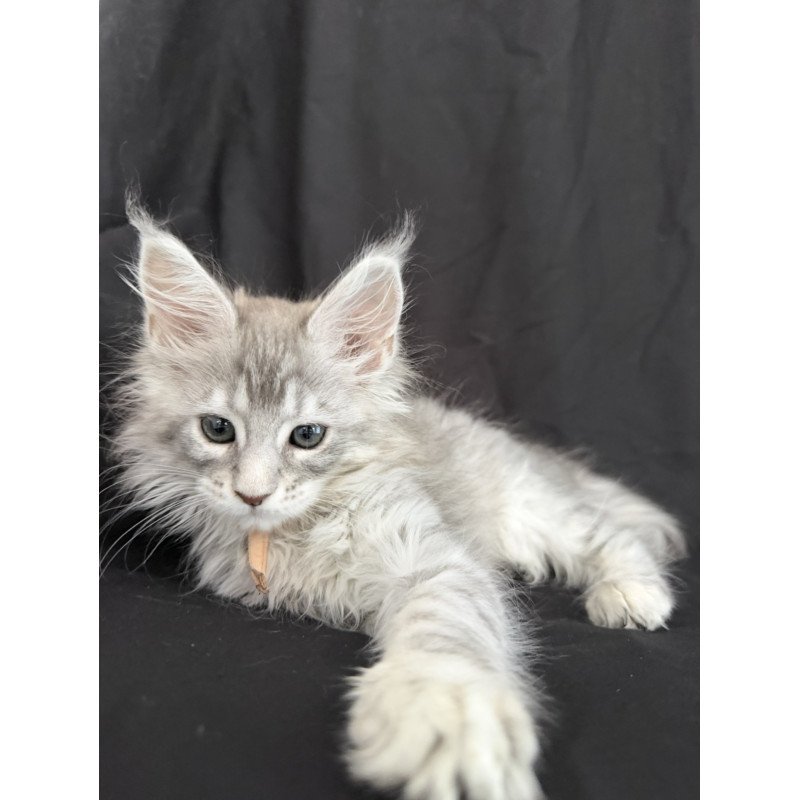 Maine Coon EZ Zarqa