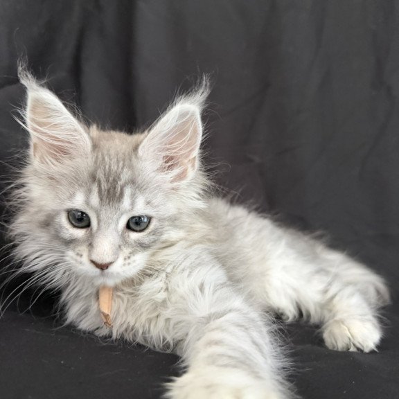 Maine Coon EZ Zarqa