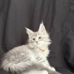 Maine Coon EZ Zarqa
