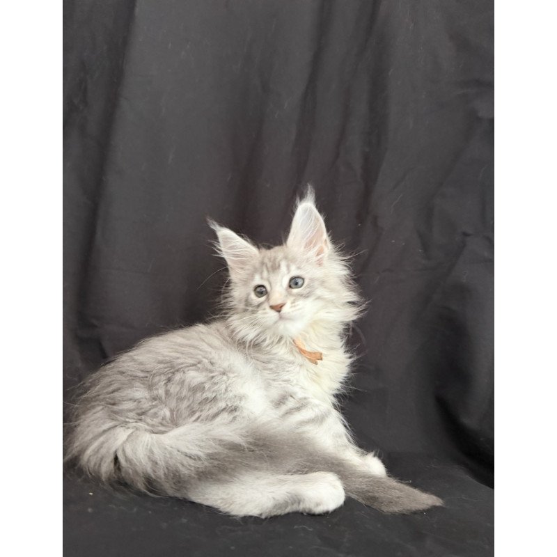 Maine Coon EZ Zarqa