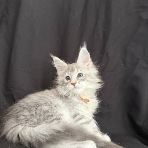Maine Coon EZ Zarqa