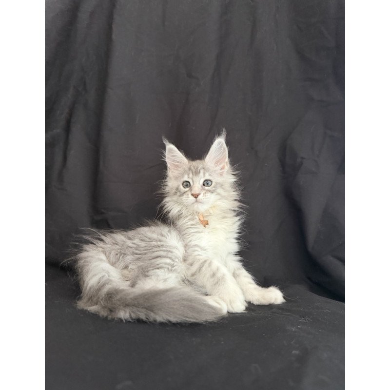 Maine Coon EZ Zarqa