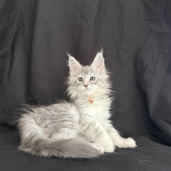 Maine Coon EZ Zarqa