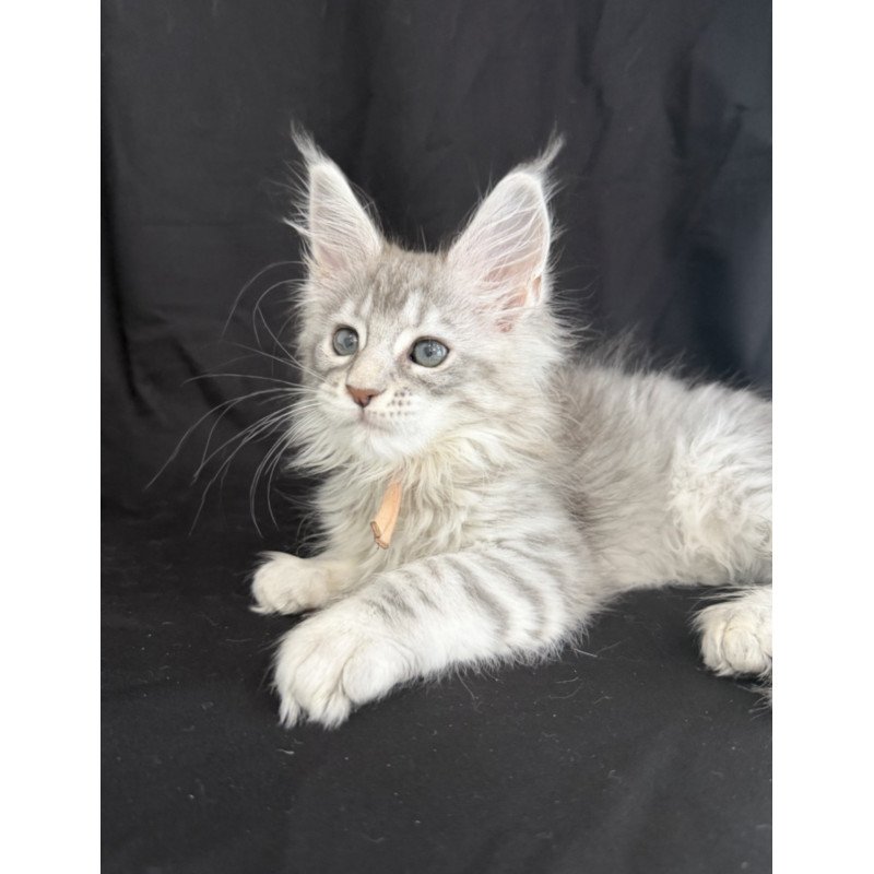 Maine Coon EZ Zarqa