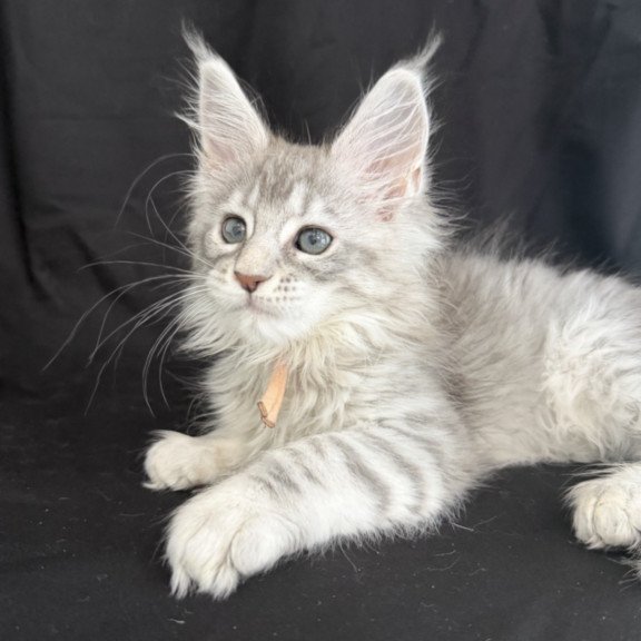 Maine Coon EZ Zarqa