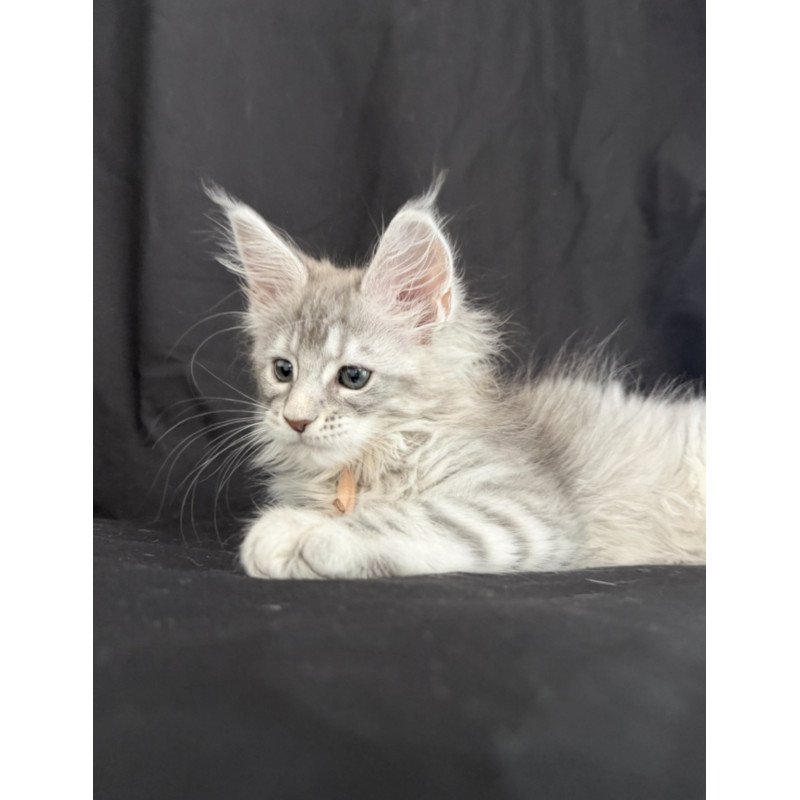 Maine Coon EZ Zarqa