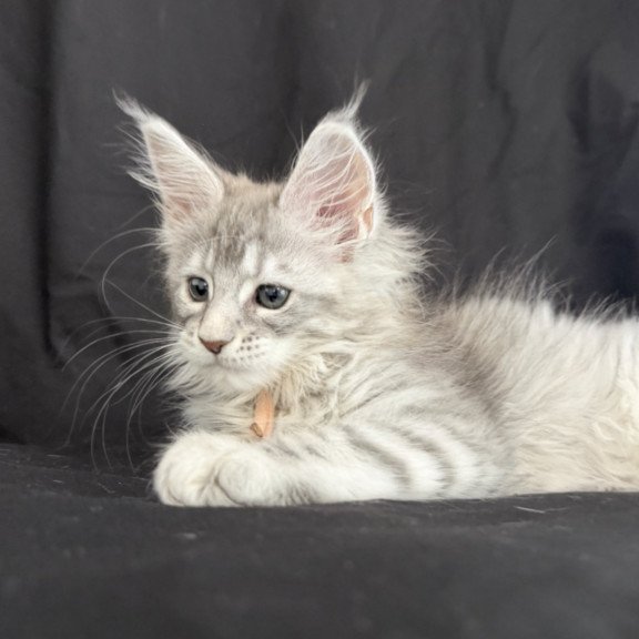 Maine Coon EZ Zarqa