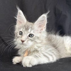 Maine Coon EZ Zarqa