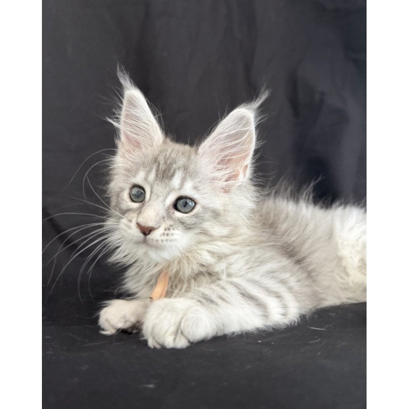 Maine Coon EZ Zarqa