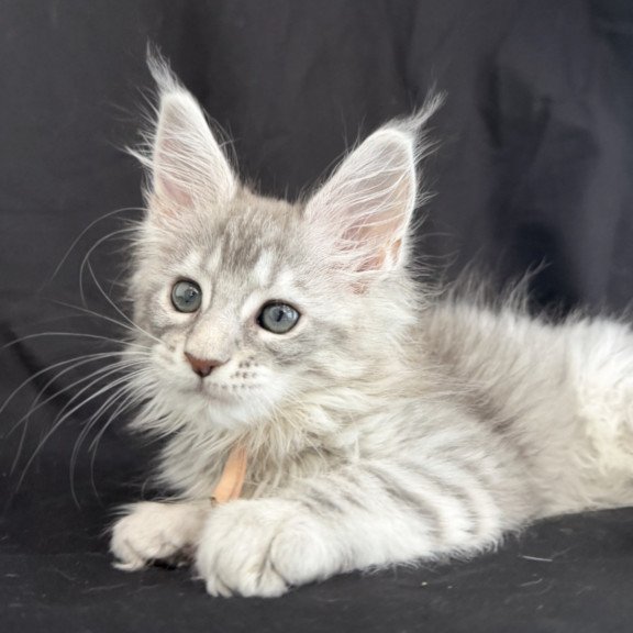 Maine Coon EZ Zarqa