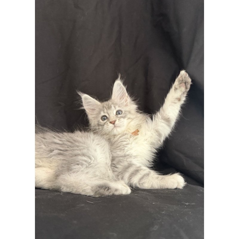 Maine Coon EZ Zarqa