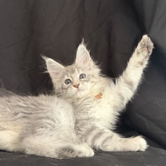 Maine Coon EZ Zarqa