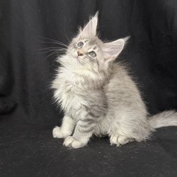 Maine Coon EZ Zelda1