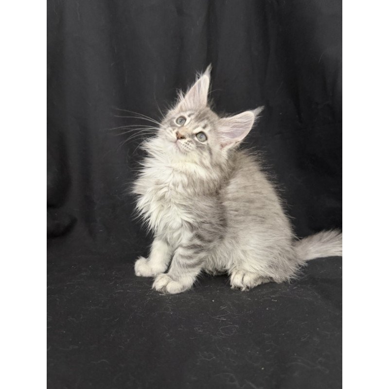 Maine Coon EZ Zelda1