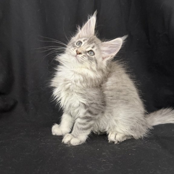 Maine Coon EZ Zelda1