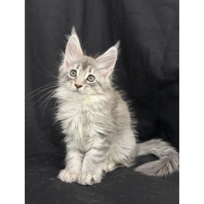 Maine Coon EZ Zelda1
