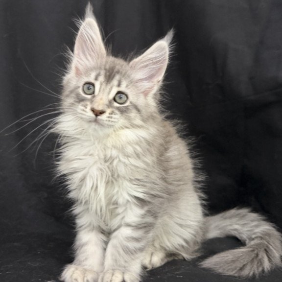 Maine Coon EZ Zelda1