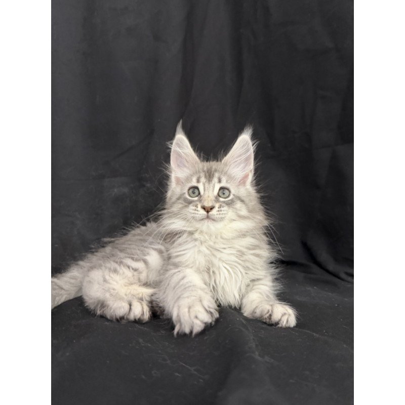 Maine Coon EZ Zelda1